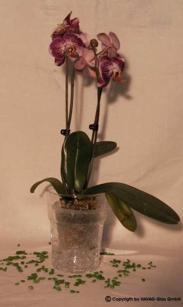 Orchideenuebertopfgross